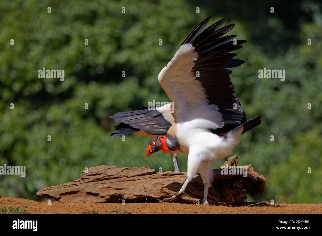 König Geier - zeigt Aggression Sarcoramphus Papa Boco Tapada, Costa Rica BI034964 Stockfoto