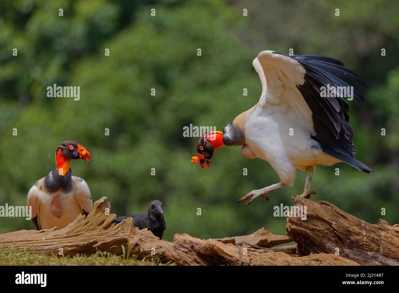 König Geier - zeigt Aggression Sarcoramphus Papa Boco Tapada, Costa Rica BI034968 Stockfoto