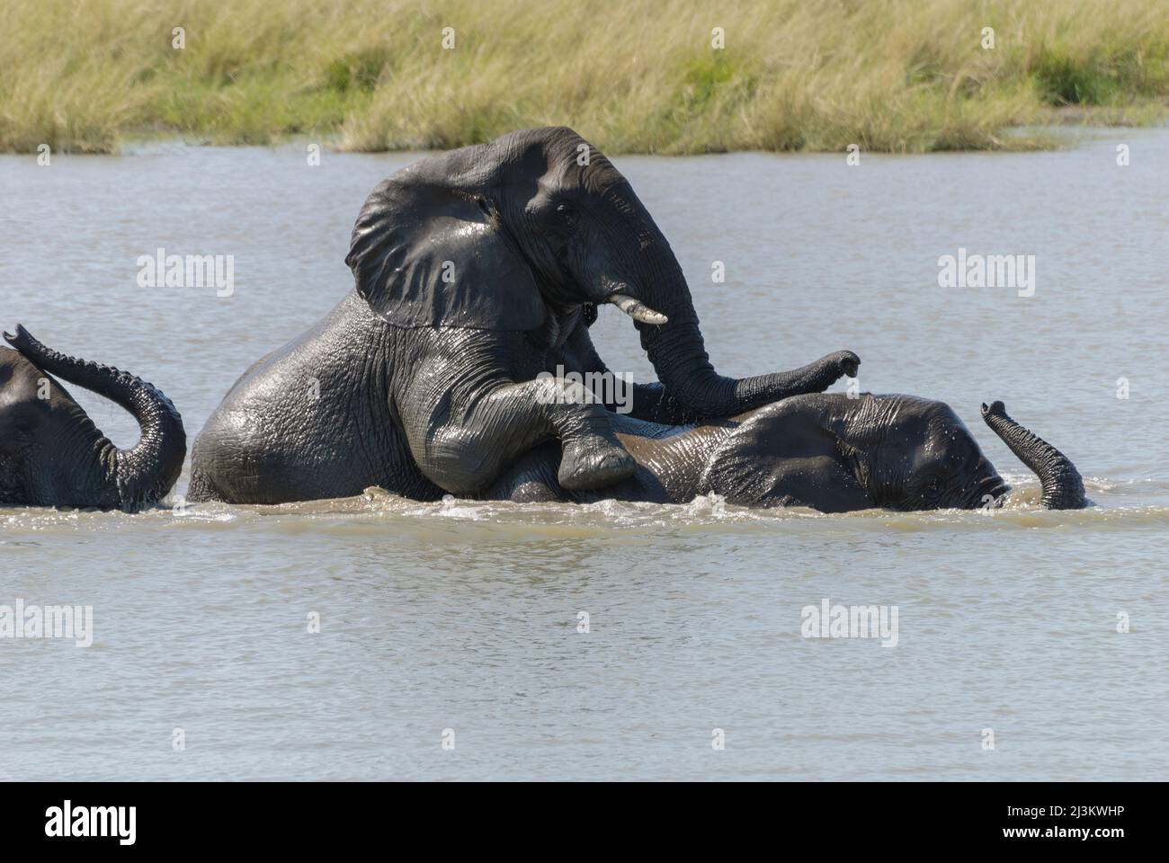 Afrikanische Elefanten, die Spaß haben und im Fluss spielen, Kruger Nationalpark, Südafrika Stockfoto