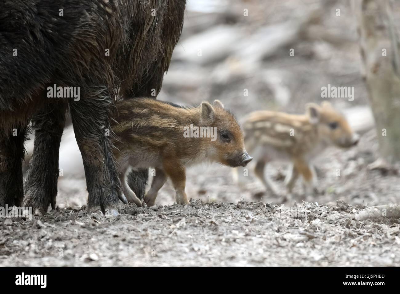 Baby Wildschwein, Sus scrofa, läuft roten Herbstwald im Hintergrund. Tier in der Natur Lebensraum Stockfoto