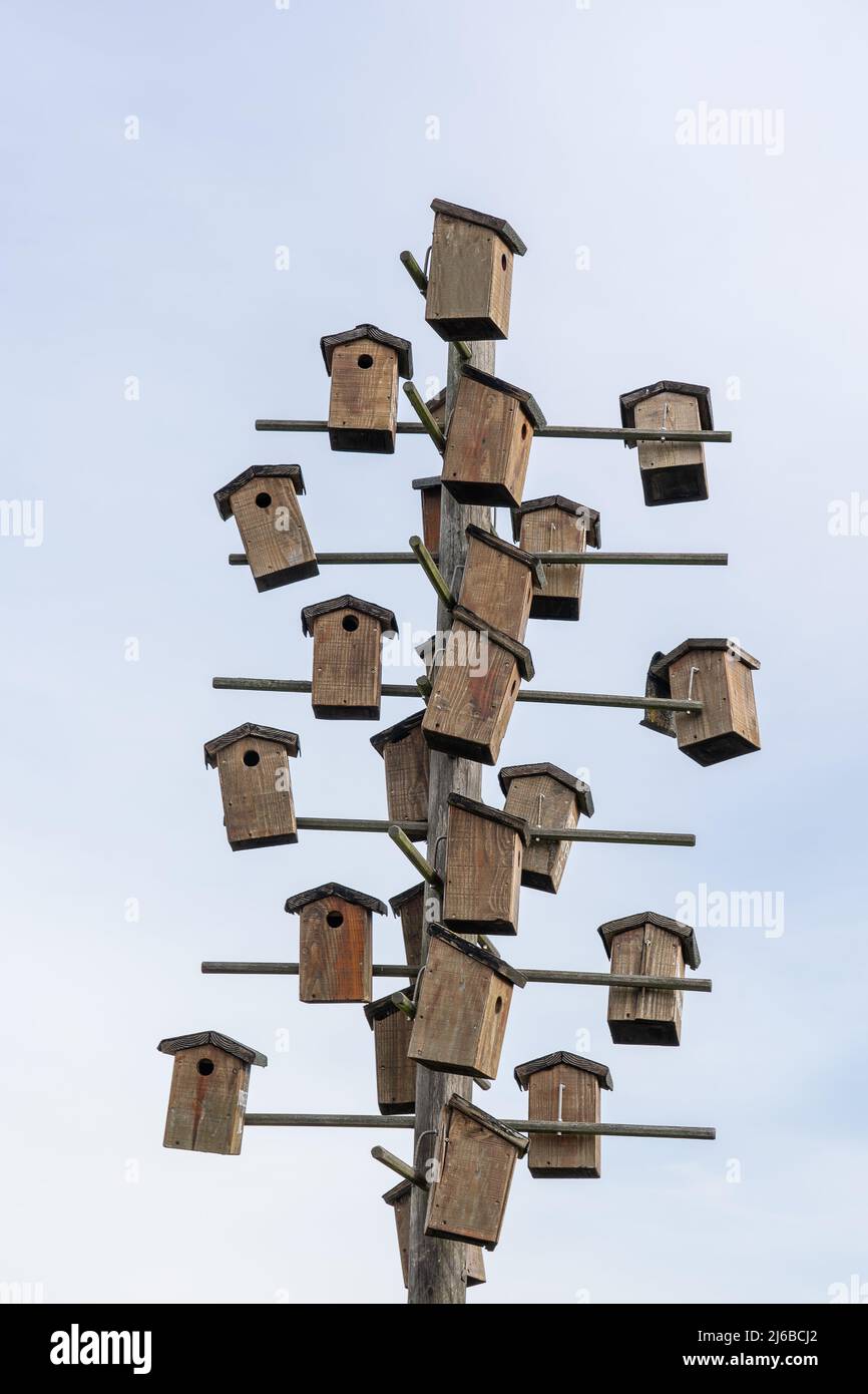 Viele hölzerne Vogelhäuser sind auf einem Holzmast montiert. Hier können Vögel brüten und brüten. Das Symbol steht auch für den engen Wohnraum im c Stockfoto