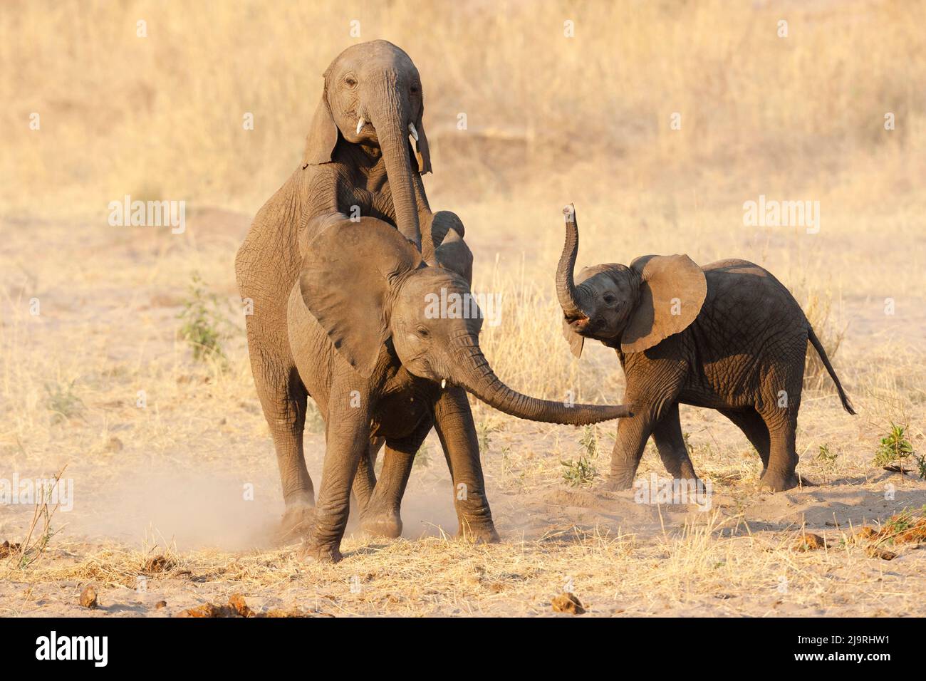 Afrika, Tansania, afrikanischer Buschelefant. Junge Elefanten spielen bei der Paarung. Stockfoto