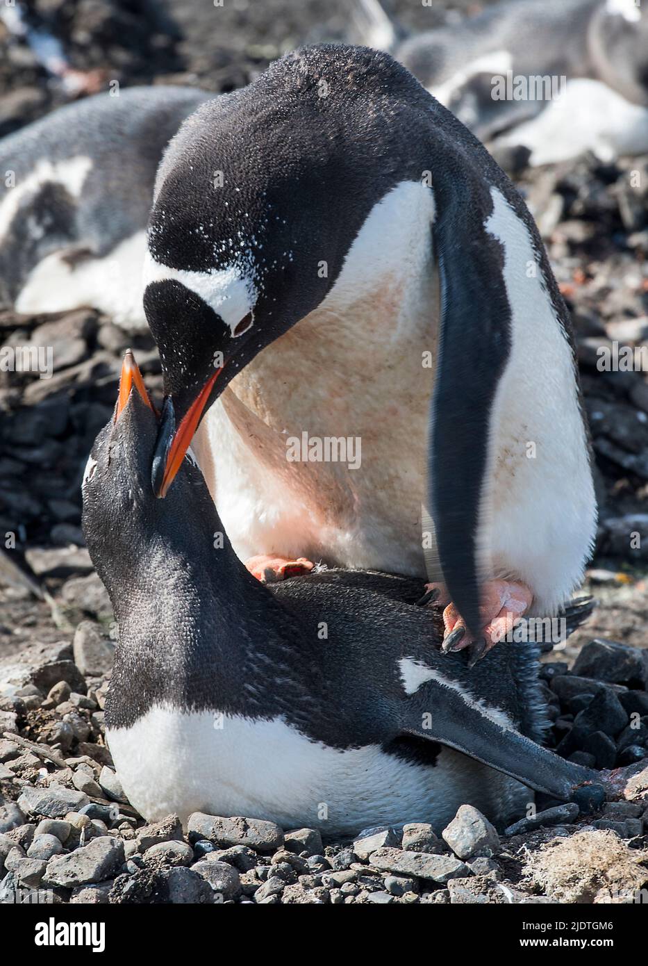 Paarungspaar von Gentoo-Pinguinen (Pygoscelis papua) am Elephant Point, South Shetland Islands, Antarktis Stockfoto