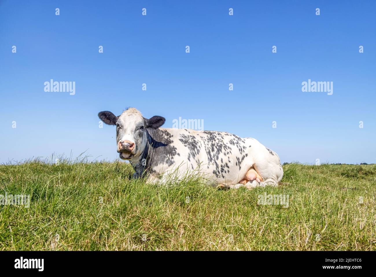 Rinderkuh sieht schön aus, wenn sie auf dem Feld liegt, den Mund aufkaut, belgisches Blau auf einer faulen Weide, blauer Himmel und Horizont über dem Land Stockfoto