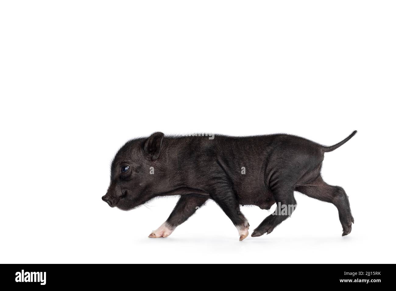 Niedliches 2 Tage altes schwarzes Mini-Potbauchschwein-Ferkel, Seitenwege laufen. Blick auf die Seite, die Profil zeigt. Isoliert auf weißem Hintergrund. Stockfoto