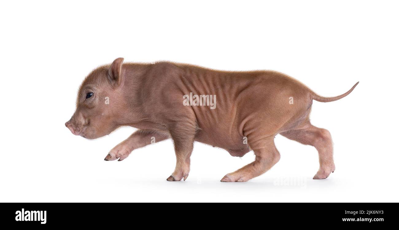 Niedliches 2 Tage altes rotes Mini-Potbauchschwein, Seitenwege laufen. Blick von der Kamera weg. Isoliert auf weißem Hintergrund. Stockfoto