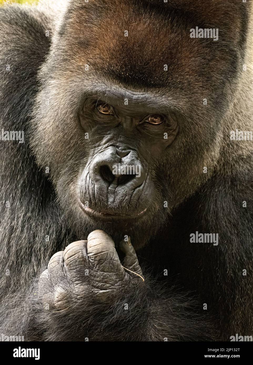 Nahaufnahme eines silberrückigen westlichen Flachlandgorillas im Zoo Atlanta in Atlanta, Georgia. (USA) Stockfoto