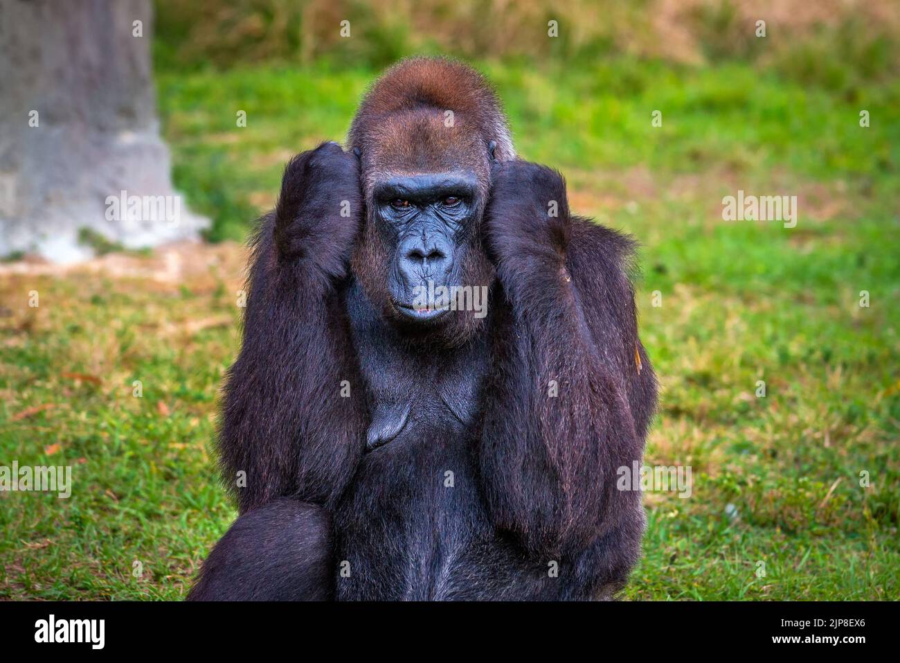 Großer westlicher Tieflandgorilla Stockfoto