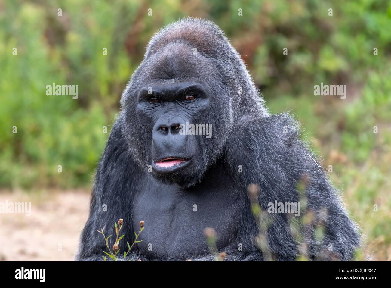 Gorilla in die Kamera schaut Stockfoto