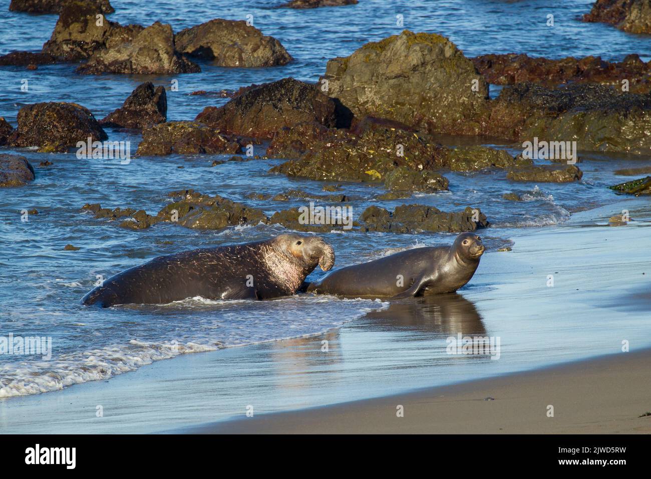 Nördliche Elefantenrobbe (Mirounga angustirostris). Paarungsaktivitäten in der Piedras Blancas Elefantenrobbenkolonie. Stockfoto