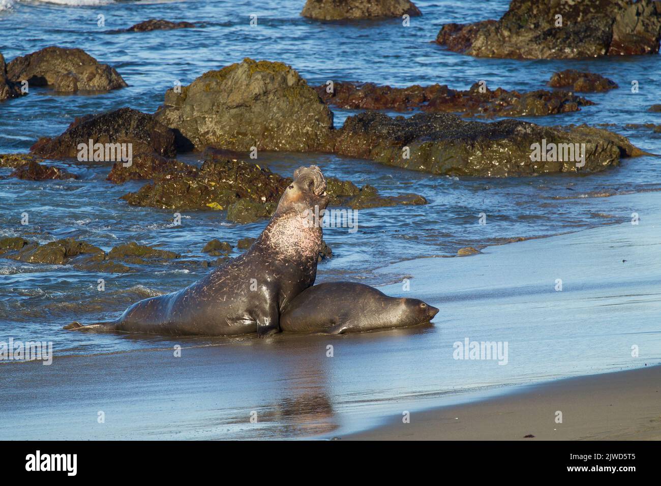 Nördliche Elefantenrobbe (Mirounga angustirostris). Paarungsaktivitäten in der Piedras Blancas Elefantenrobbenkolonie. Stockfoto