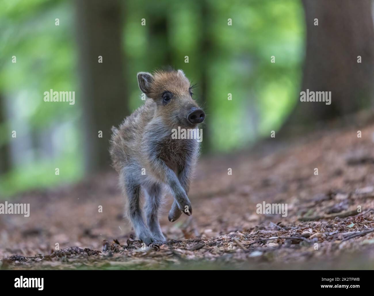 Junge Wildschweine laufen im Wald herum Stockfoto