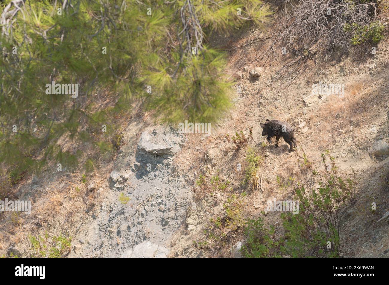 Das kleine Wildschwein läuft am Hang eines Hügels in der Türkei davon Stockfoto