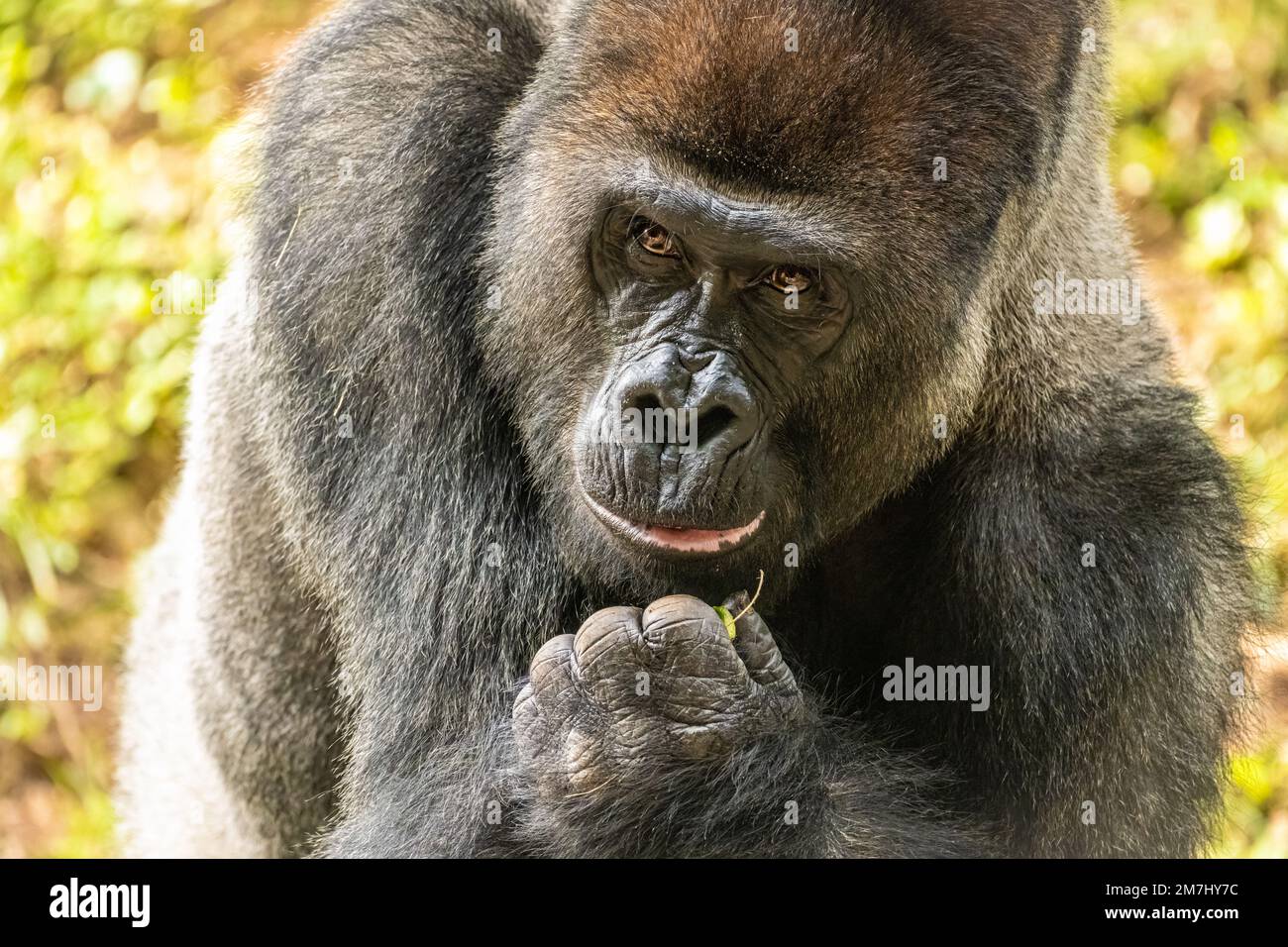 Nahaufnahme eines Silberrückengorillas aus dem westlichen Tiefland im Zoo Atlanta in Atlanta, Georgia. (USA) Stockfoto