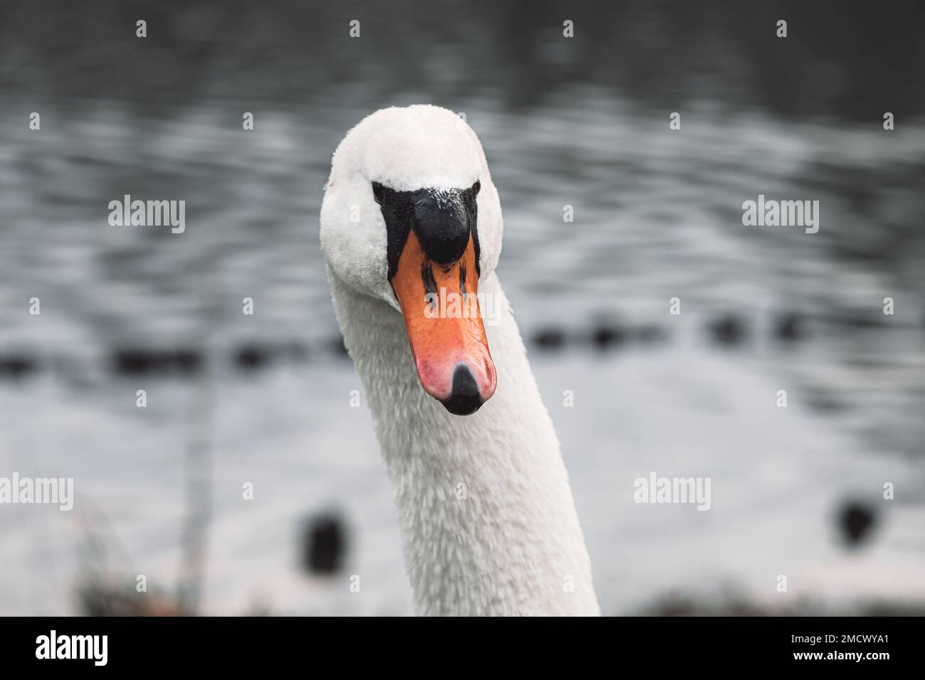 Nahaufnahme eines wunderschönen stummen Schwans, der im Fluss schwimmt Stockfoto