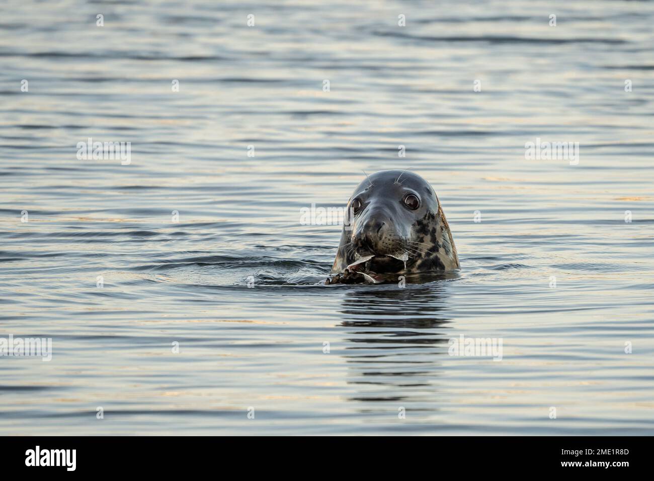 Harbor Seal (Phoca vitulina vitulina) Genießen Sie ein Abendessen mit Fisch, während Sie in Hyannis Port Harbor, Cape Cod, Massachusetts schwimmen Stockfoto