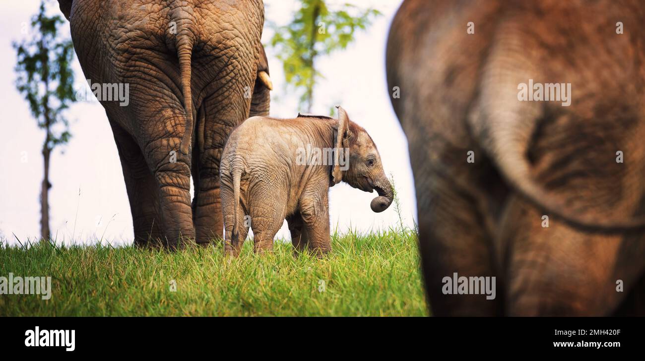 Ein junger afrikanischer Elefant ist bei seinen Eltern sicher, das beste Foto. Stockfoto