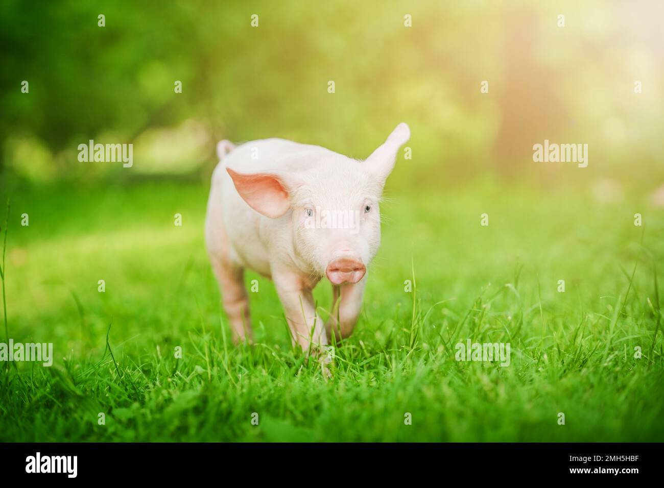 Glückliches kleines Schwein, das über ein grünes Feld läuft. Lustige Tiere Emotionen. Stockfoto