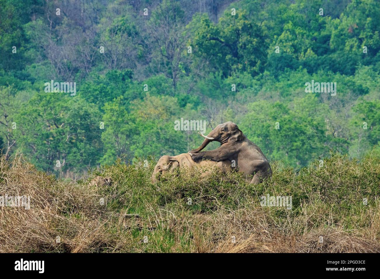 Elefantenpaarung Stockfoto