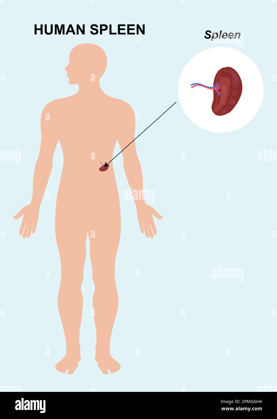 Menschliches Milzorgan. Vektordarstellung der Milzanatomie Stock Vektor