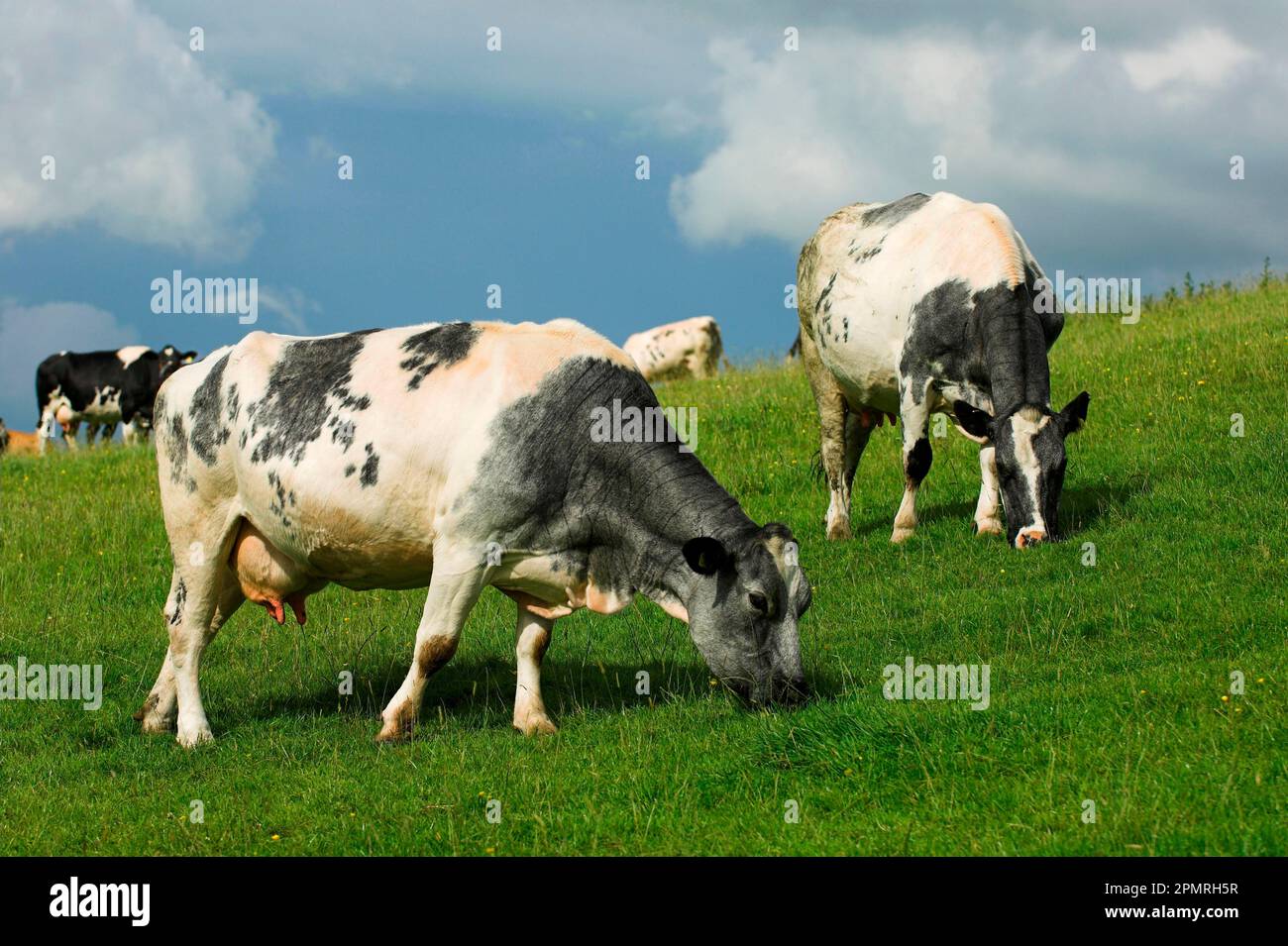 Hausrinder, belgische Blaukreuz-Rinder, Weidehaltung, Cumbrien, England, Großbritannien Stockfoto