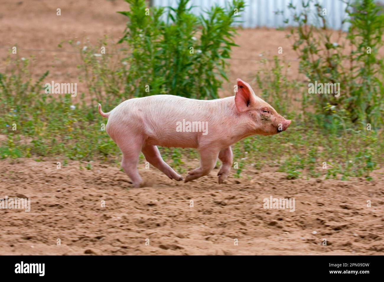 Hausschwein, großes Weißes x Landrace x Duroc, Freerange Ferkel, Laufen, auf Freiluftanlage, England, Vereinigtes Königreich Stockfoto