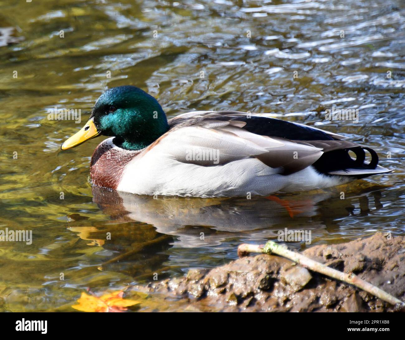 Allein stehende männliche Mallard-Ente schwebt sanft auf dem ruhigen Wasser des Doe River in Elizabethton, Tennessee. Wassertropfen kleben an seinem Kopf. Stockfoto