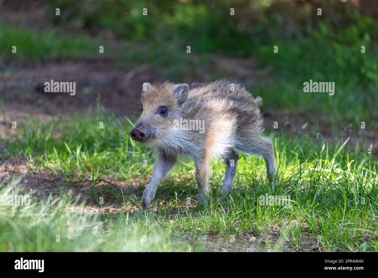 Junge Wildschweine laufen Stockfoto