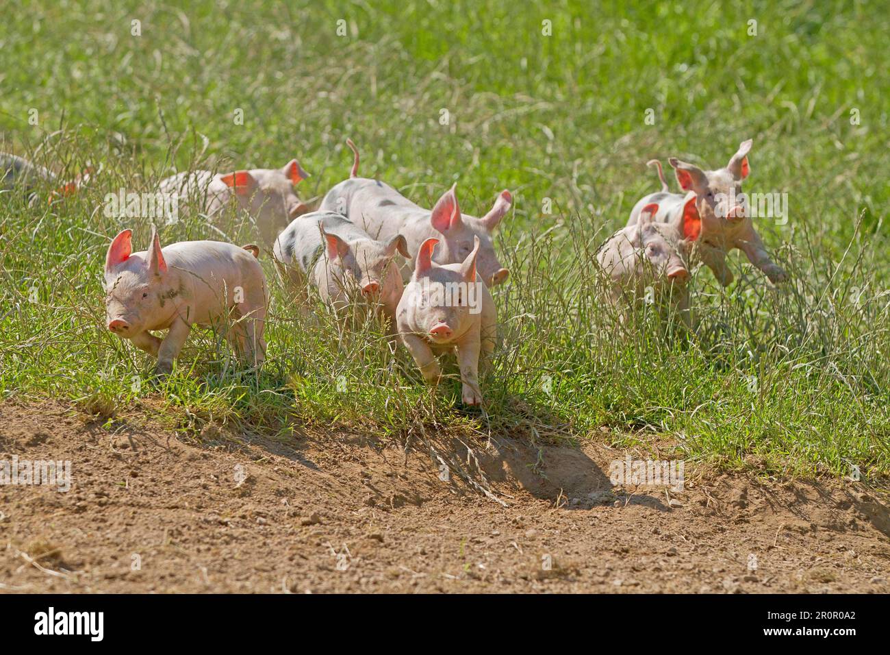 Hausschweine (Sus scrofa domesticus), Ferkel, laufend Stockfoto