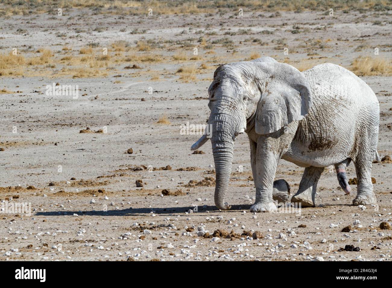 Stier-Elefant im Trottel Stockfoto