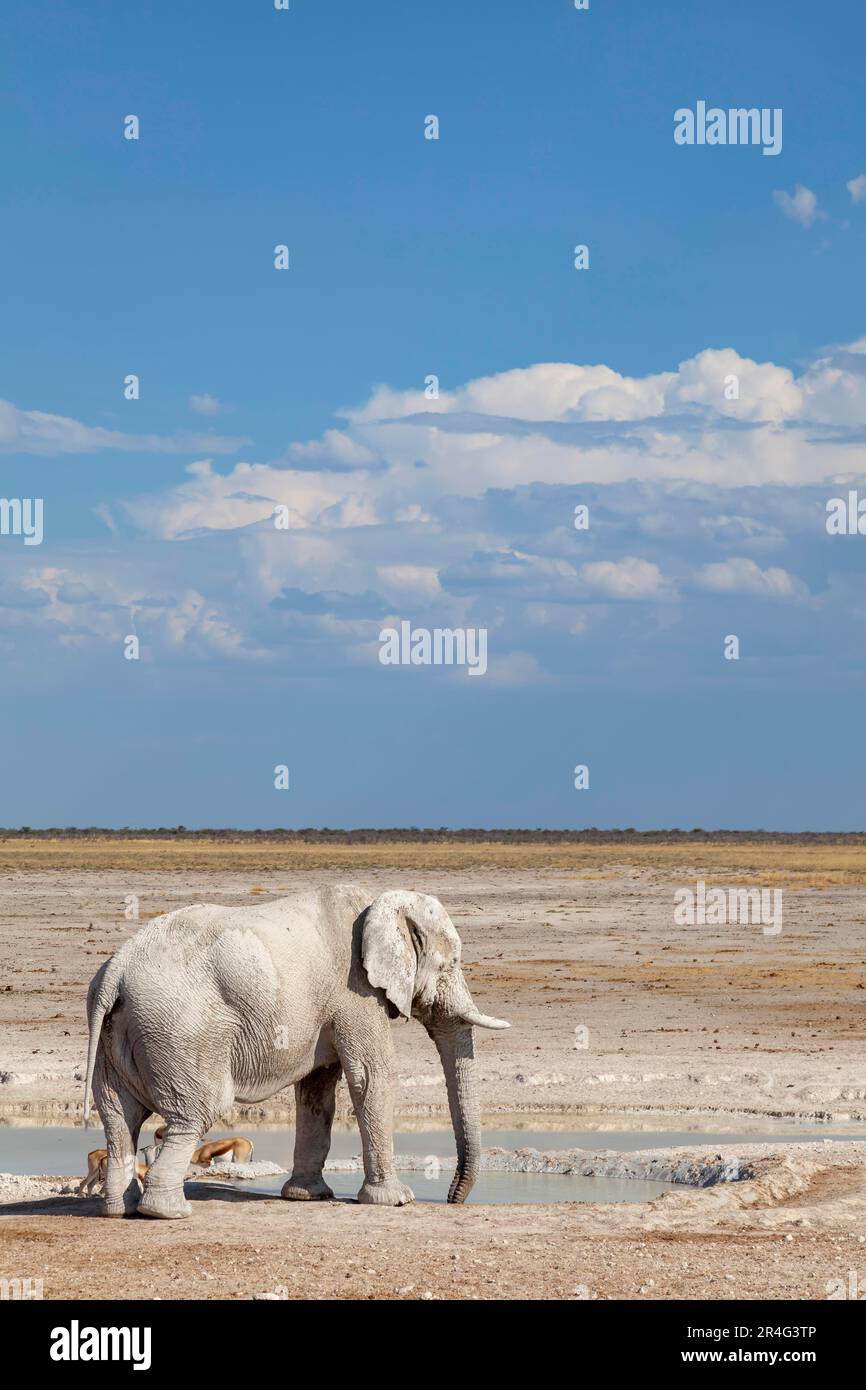 Elephant, Etosha National Park Stockfoto