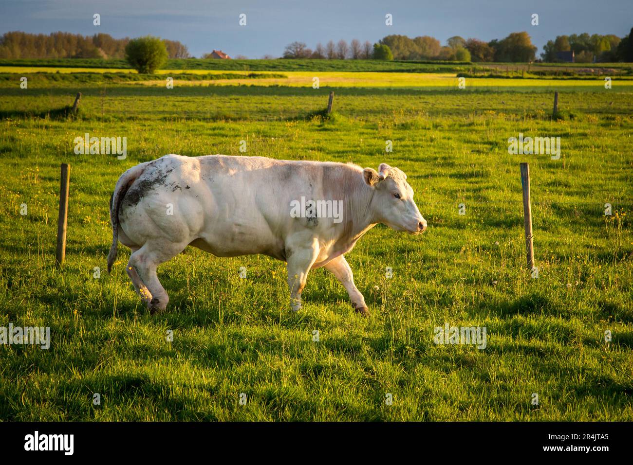 Belgisches Blaurinder in Ostflandern an einem idyllischen Frühlingstag Stockfoto