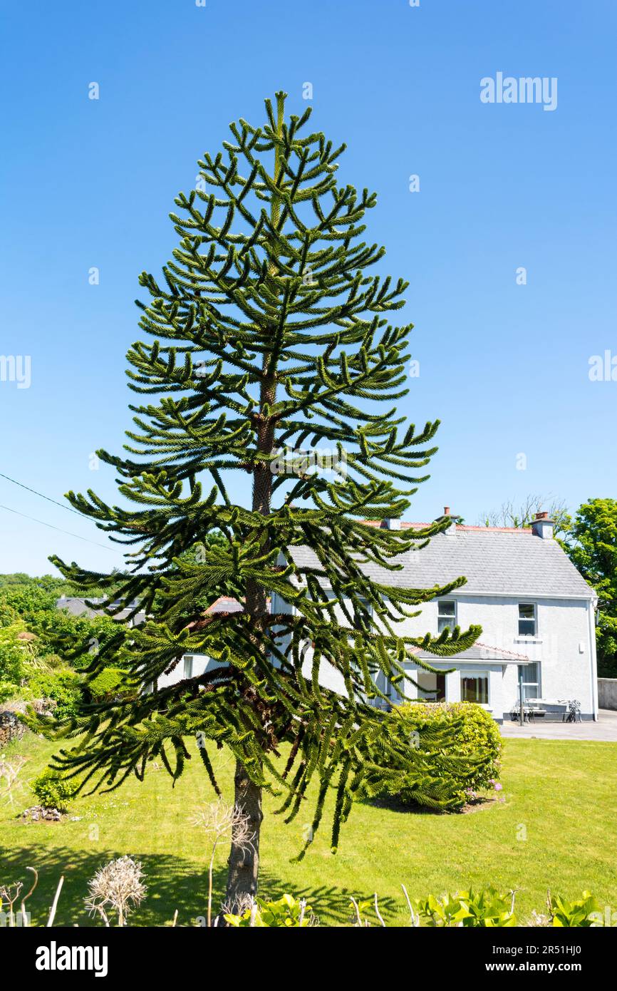 Araucaria araucana, gemeinhin Affen-Puzzle-Baum, Affenschwanz-Baum, piñonero, Pewen oder chilenische Kiefer genannt, ist ein immergrüner Baum. Stockfoto