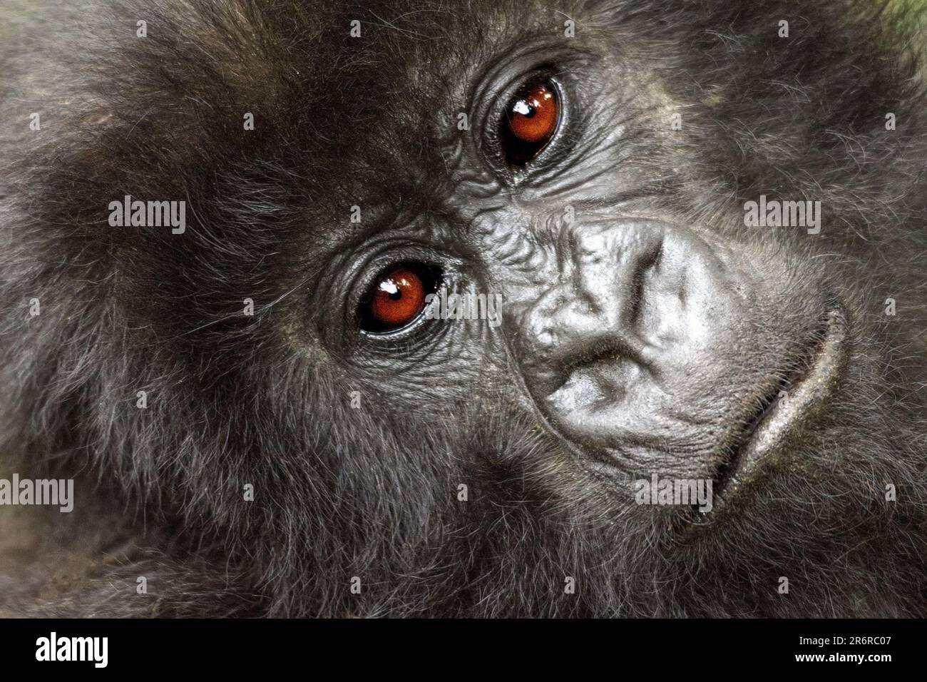 Berggorilla (Gorilla beringei beringei), Virunga-Berge, Ruanda, Afrika Stockfoto