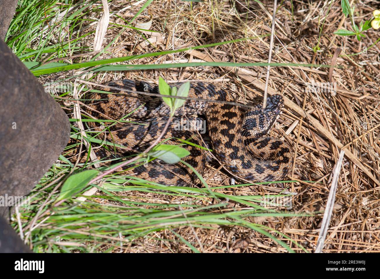 Adder (Vipera berus) unter einer gewellten Metallplatte (Refugien, künstliches Deckgut, ACO) zur Vermessung von Reptilien, England, Großbritannien Stockfoto