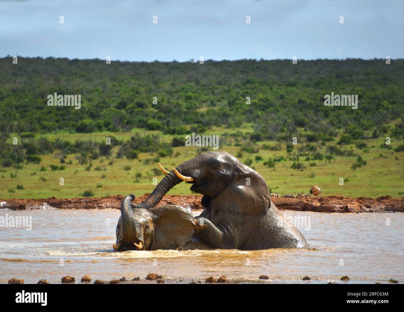 Großformat Nahaufnahme von wilden Elefanten, die sich in einem Wasserloch in der Wildnis Südafrikas paaren. Stockfoto