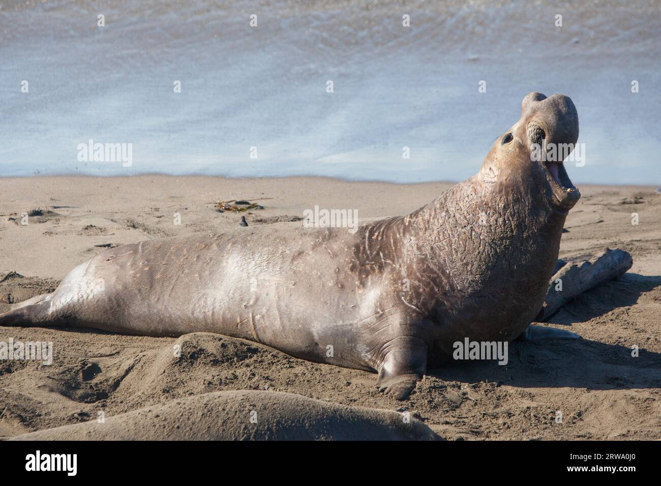 Ein Elefant macht seine Anwesenheit an einem Strand1 während der Paarungszeit in der Nähe von San Simeon, Kalifornien, USA bekannt Stockfoto