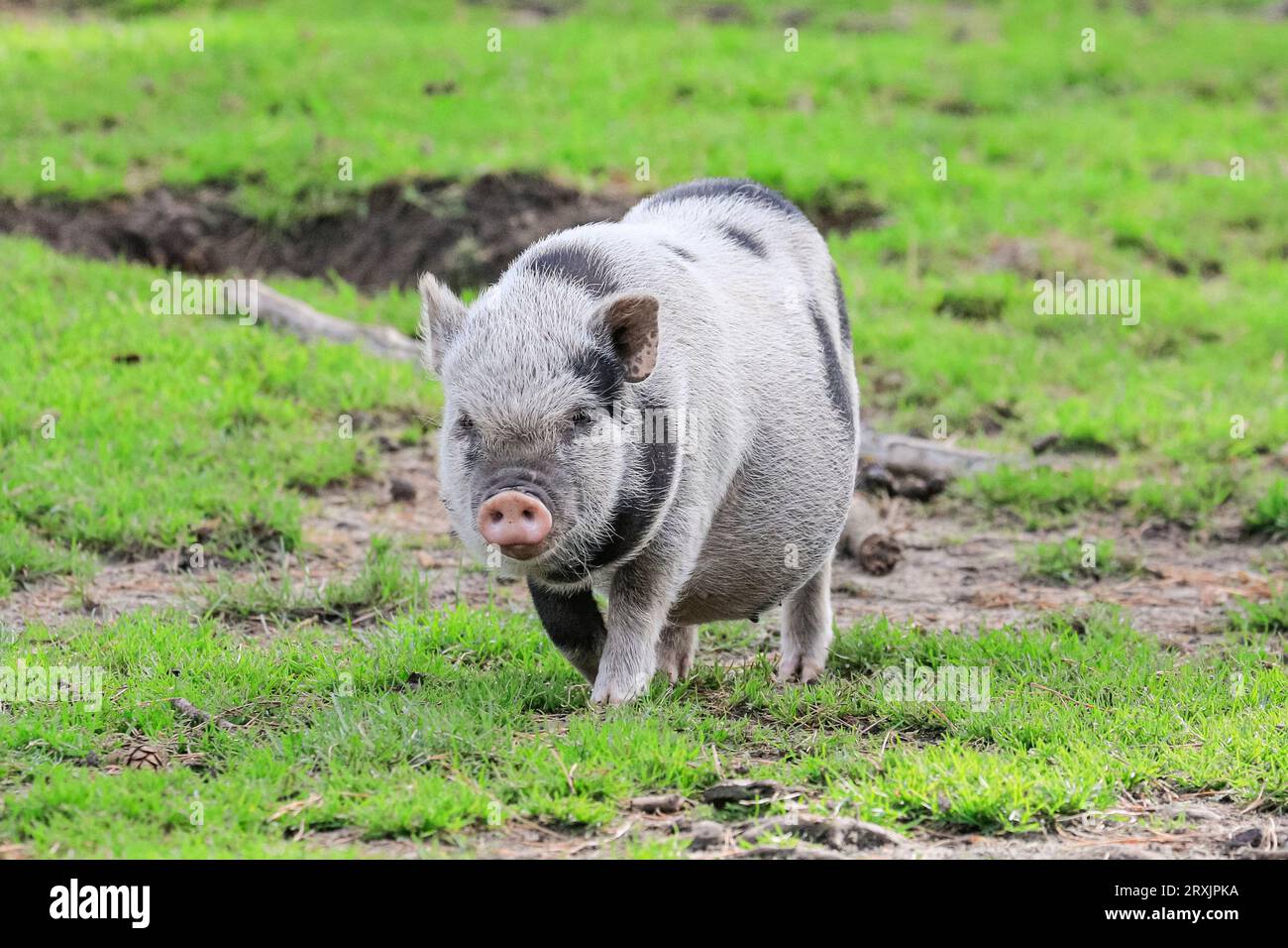 Das vietnamesische Zwergferkel läuft glücklich auf Weideland, Europa Stockfoto