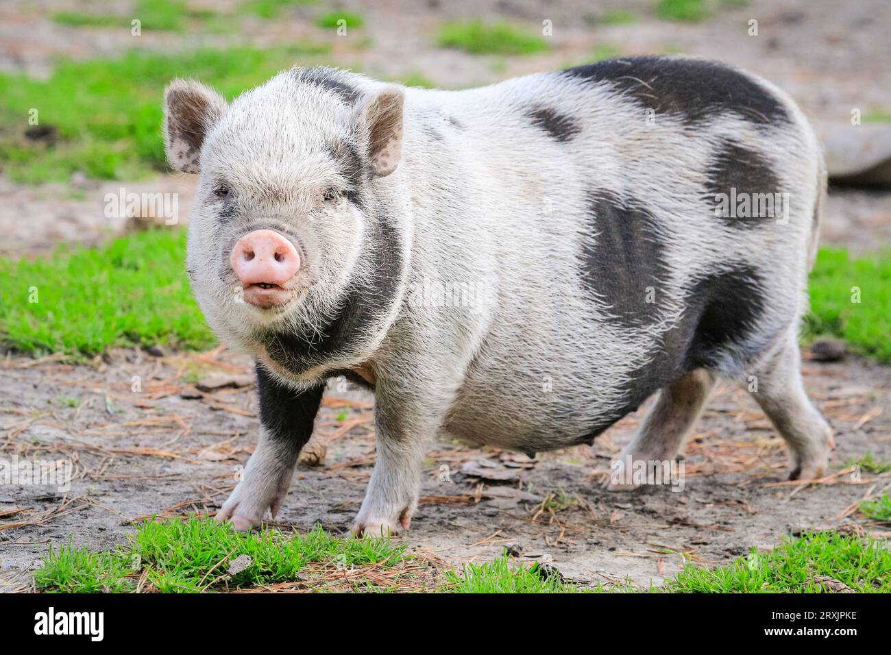 Das vietnamesische Zwergferkel läuft glücklich auf Weideland, Europa Stockfoto