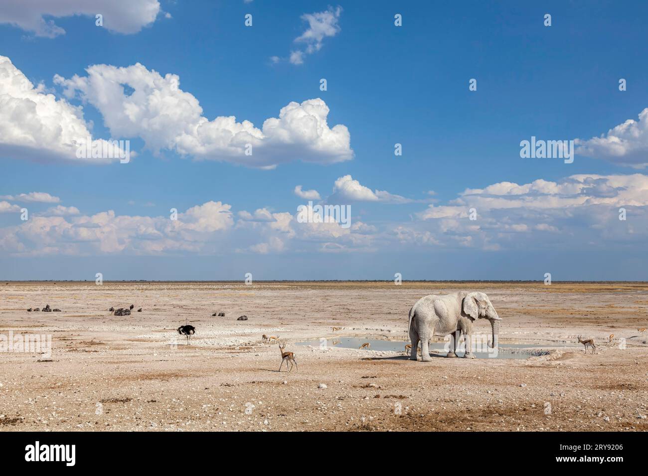 Elefant am Wasserloch, Etosha Nationalpark, Namibia Stockfoto