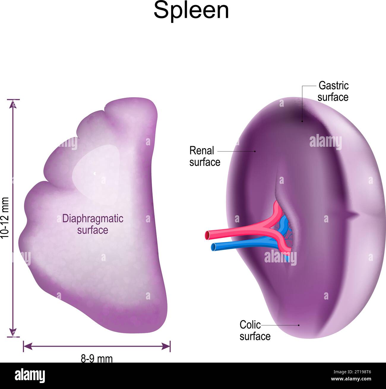 Milzanatomie. Nahaufnahme einer Zwerchfelloberfläche, Magen-, Nieren- und Kolikoberfläche. Das Lymphsystem. Vektorabbildung Stock Vektor