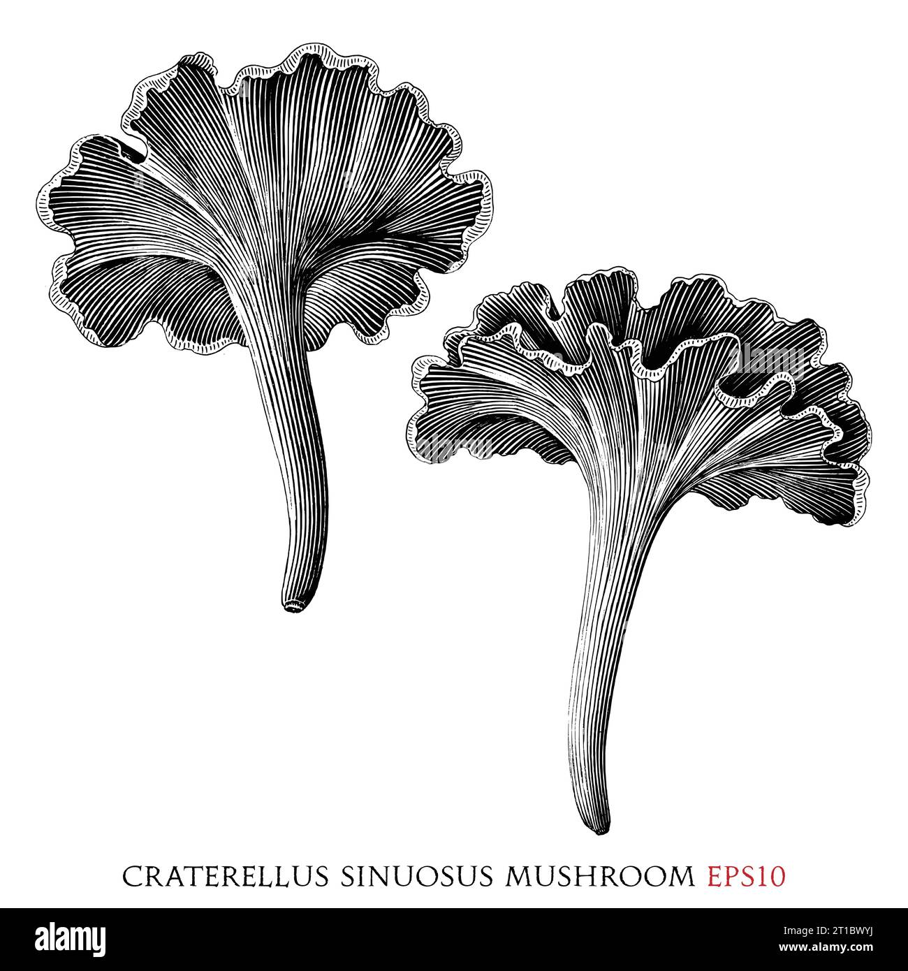 Craterellus sinuosus botanische Vintage-Illustration schwarz-weiße ClipArt Stock Vektor