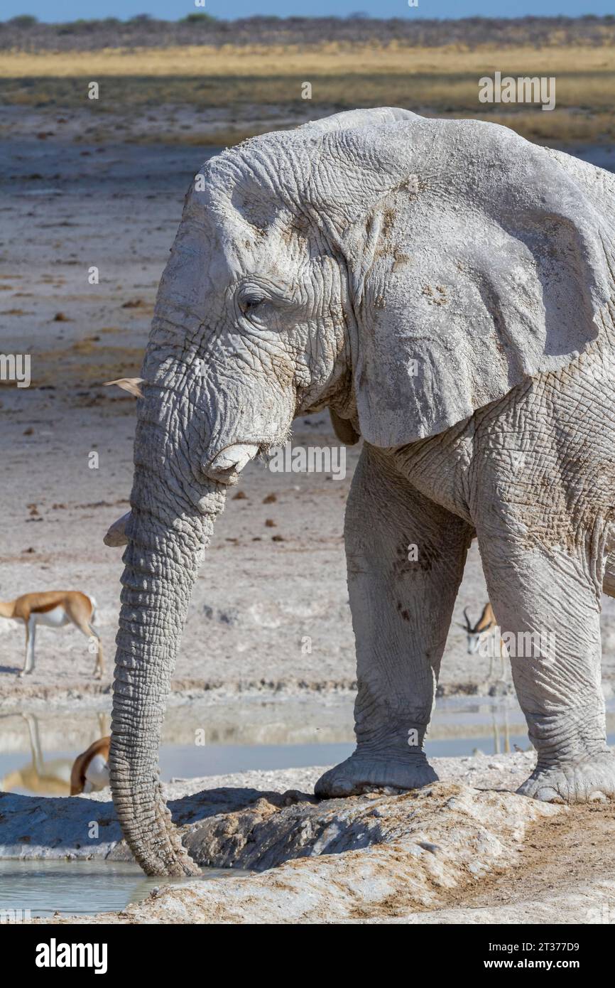 Elefanten an einer Wasserstelle, Etosha Nationalpark, Namibia Stockfoto