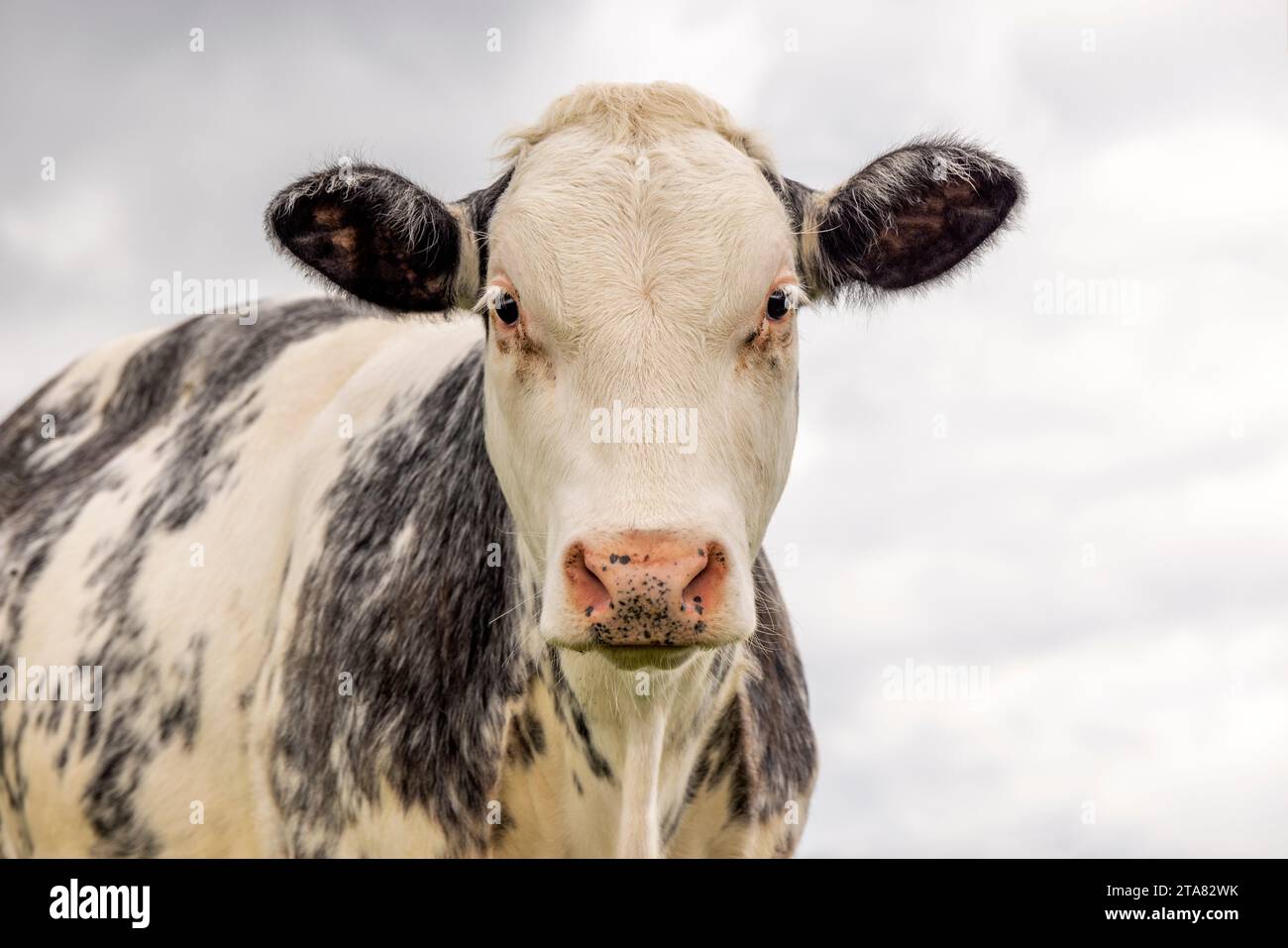 Belgische blaue Rinderkuh, rosa Nase, vor einem bewölkten Himmel, muskulös in die Kamera schauen Stockfoto