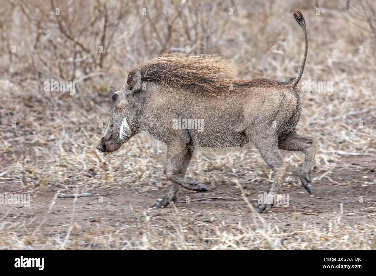 Warzenschwein, Running, Majete Wildlife Reserve, Malawi Stockfoto