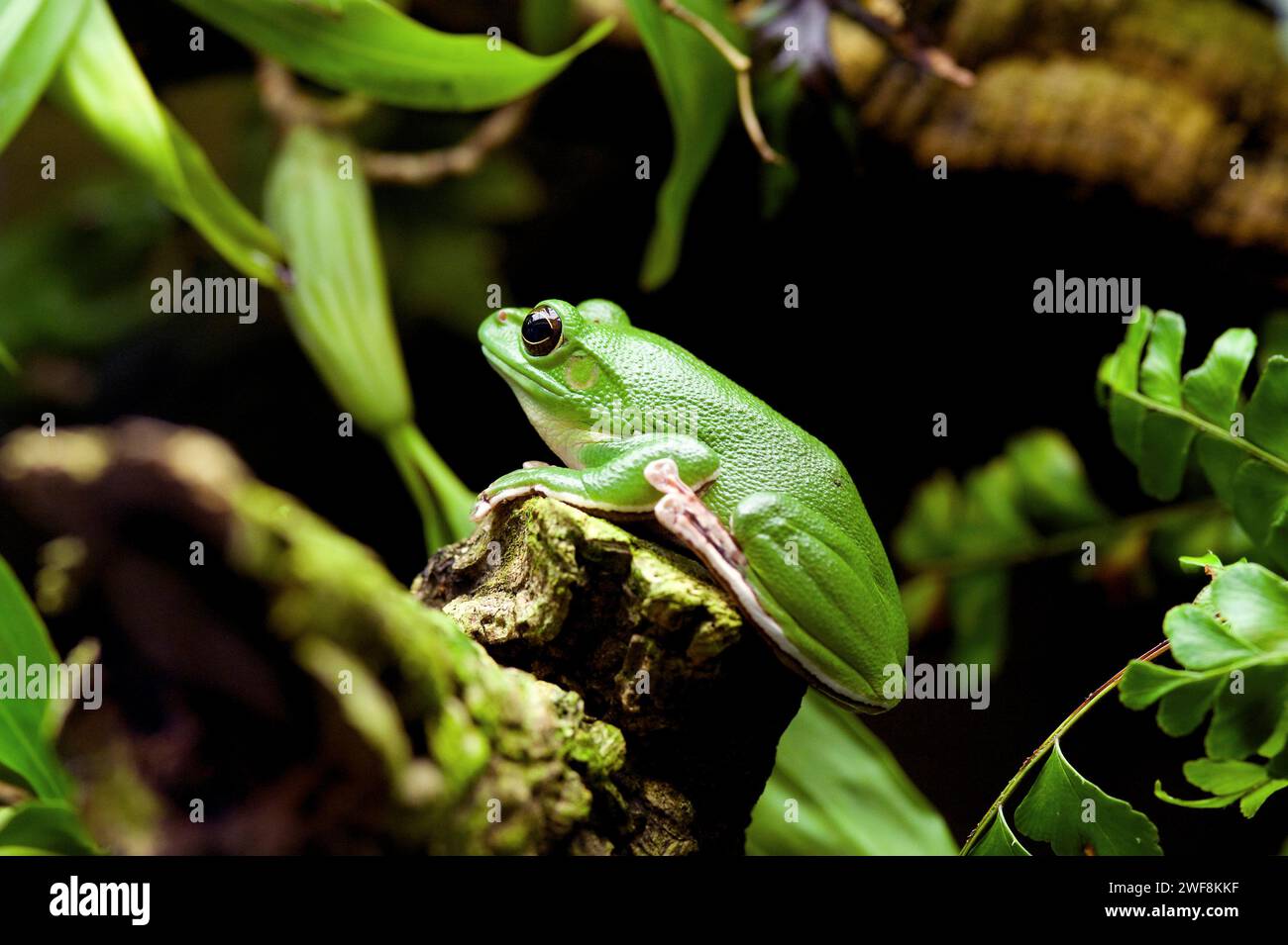 Chinesischer Flugfrosch (Rhacophorus dennysi oder Zhangixalus dennysi) ist ein Baumfrosch, der in Asien von China bis Laos und Vietnam beheimatet ist. Stockfoto