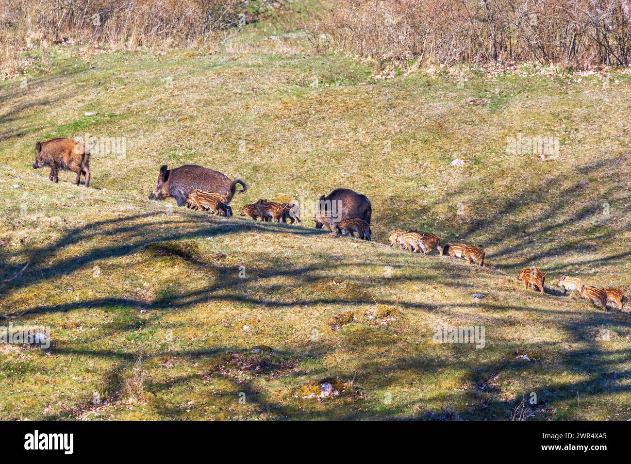 Wildschweine mit jungen Ferkeln, die auf einer Wiese laufen Stockfoto