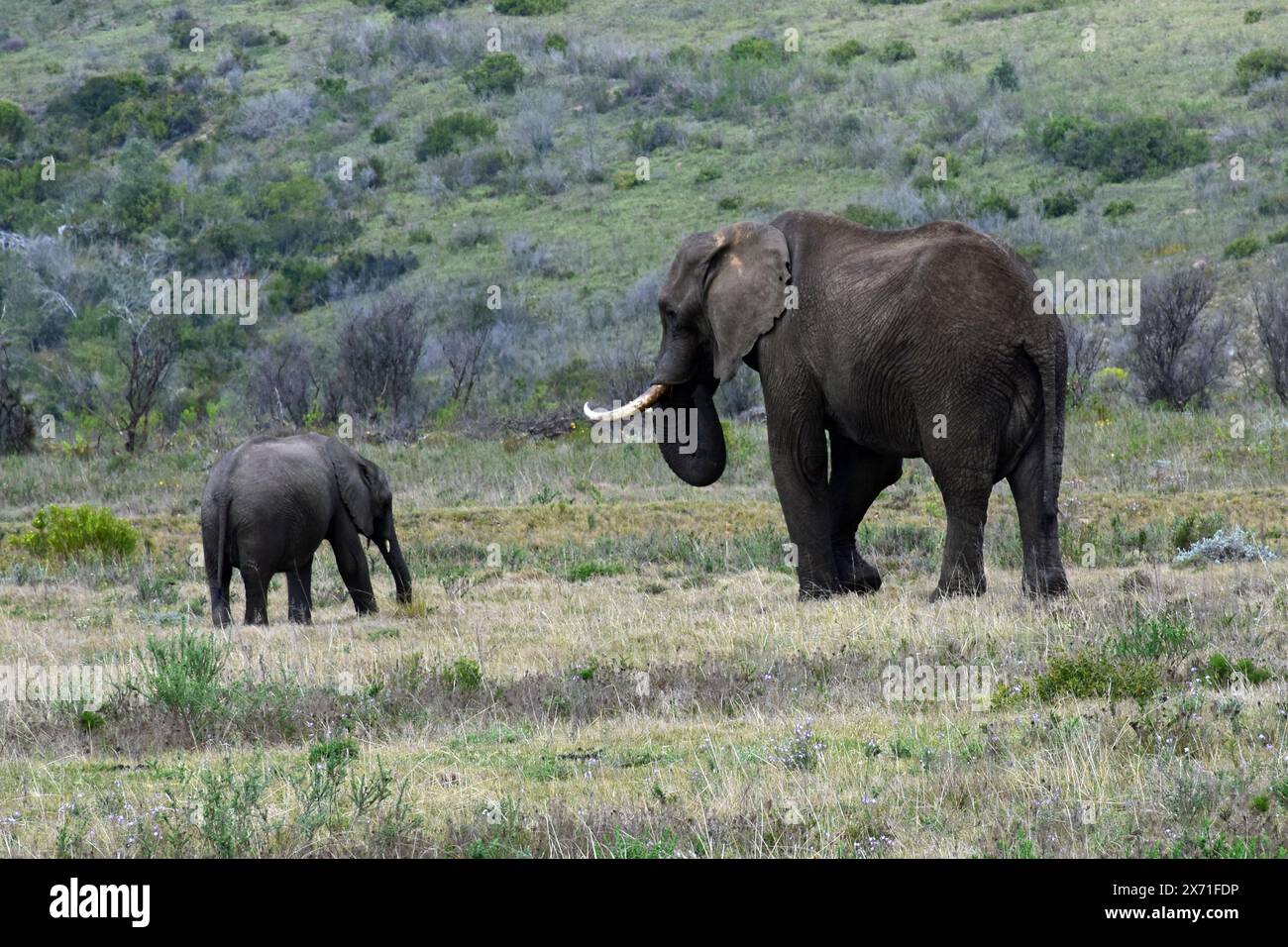 Afrikanische Buschelefanten, Botlierskop Game Reserve, Little Brak River, Westkap, Südafrika Stockfoto