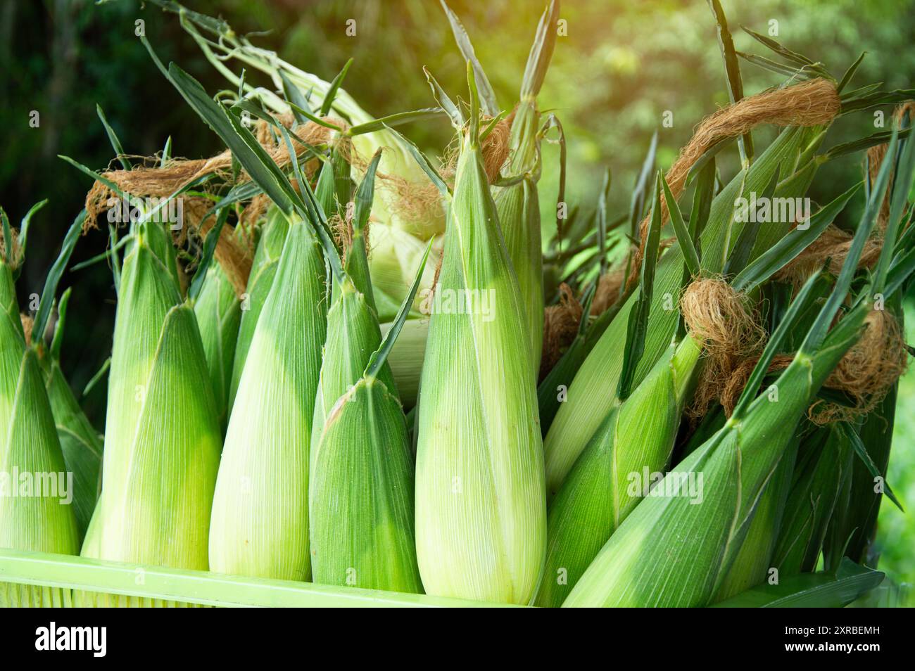 Frischer Mais, Sommergemüse, Maisclipart, Kochillustration, frisches Glück auf der Farm Stockfoto