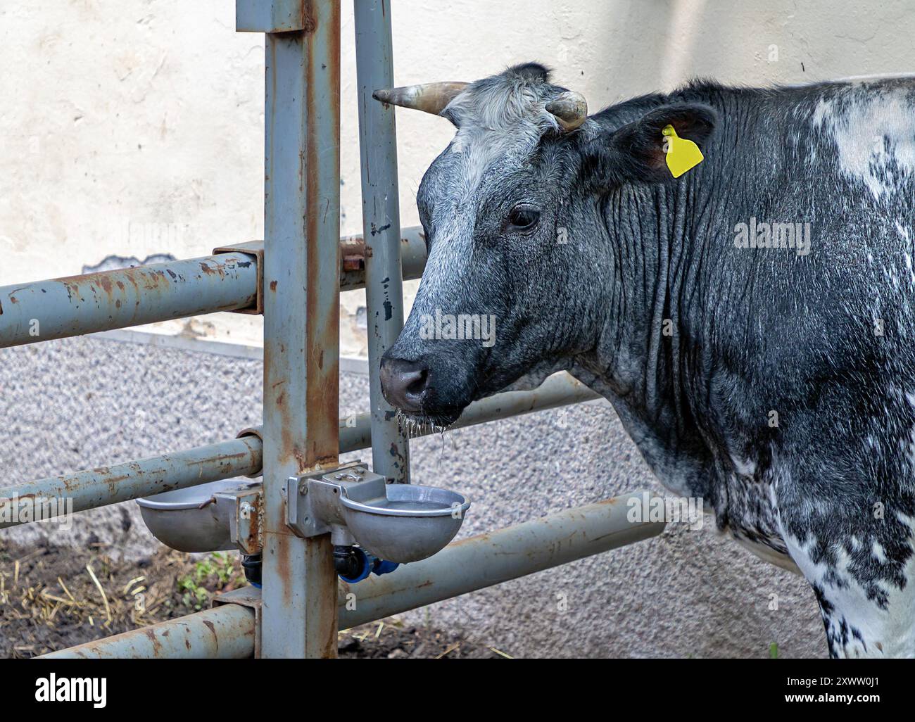 Die belgische Blaukuh züchtet Rinderkopf im Bauernhof Stockfoto